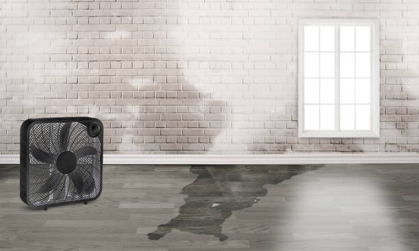 Best Basement water damage restoration  in Bluffdale, UT
